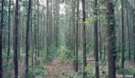 tripled in 50 years Technologies Tree breeding Clonal propagation Soil management