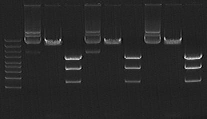 Quality Control of transfection ready plasmid DNA: High purity (>1.9 ratio 260/280 Abs) transfection ready plasmid DNA was prepared and resuspended in TE (ph 8.0).