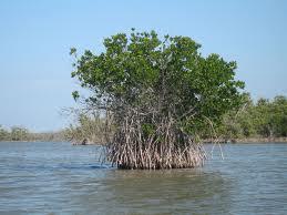 b. Mangrove Coastal wetlands, only in warmer climates Frost kills plants in a mangrove swamp Dominant plant life=mangrove plant 68 species worldwide 10 U.S.