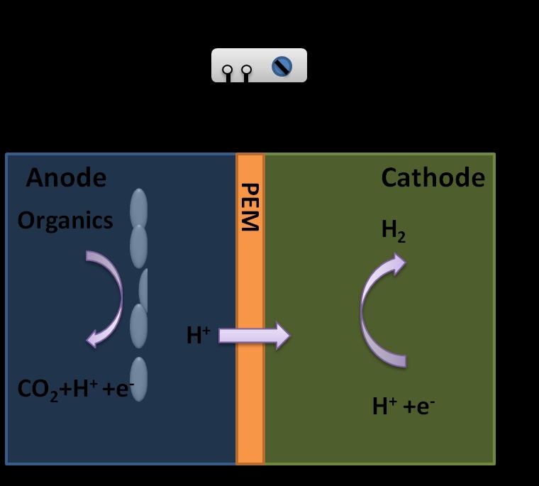 10 protons transfer across the membrane and reach the cathode of MEC.