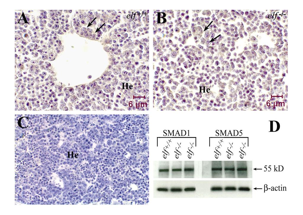 Y. Tang SOM, p. 7 Fig. S3. (A-C) Immunohistochemical analysis of elf / embryos. E11.5 embryo sections from wild-type (left) and elf / (right) were stained with anti-smad1 (A and B).
