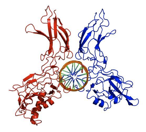 3 Introduction The protein complex nuclear factor kappa B (NF-κB) is widely considered to be one of the most influential and important transcription factors when studying cellular functions such as
