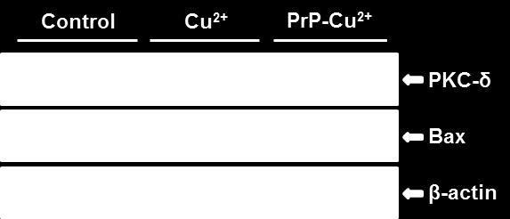 (A) Representative western blot of PKC-δ and Bax.