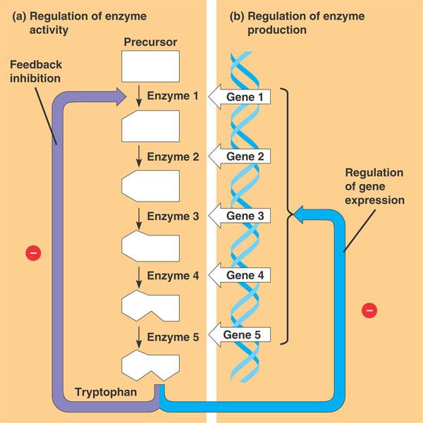 The trp operon a repressible operon is an example of negative gene control Regulation of the tryptophan metabolic pathway (operon = operator + promoter + genes) bacteria often rely on a host organism