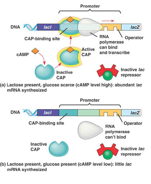 The lac operon an inducible operon is an example of negative gene control What about when lactose and glucose are present together?