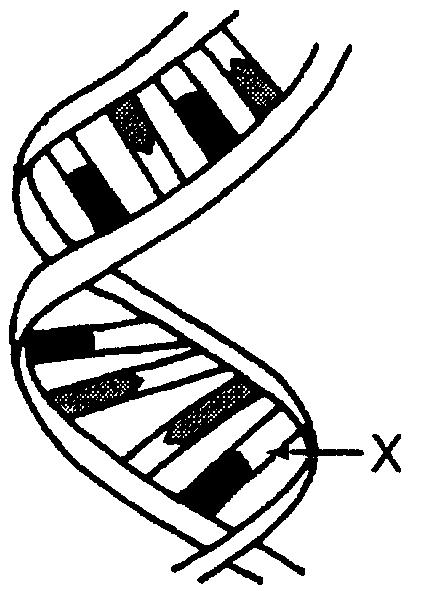 7. The diagram below represents a portion of a nucleic acid molecule. The part indicated by arrow X could be A) adenine B) ribose C) deoxyribose D) phosphate 8.