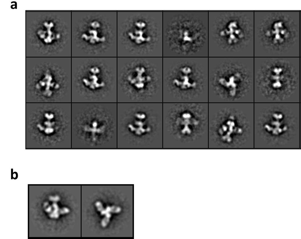 Supplementary Figure 1. Electron microscopy of gb-698glyco/1g2 Fab complex. a) Representative images of 2D class averages of gb-698glyc bound to 1G2 Fab.