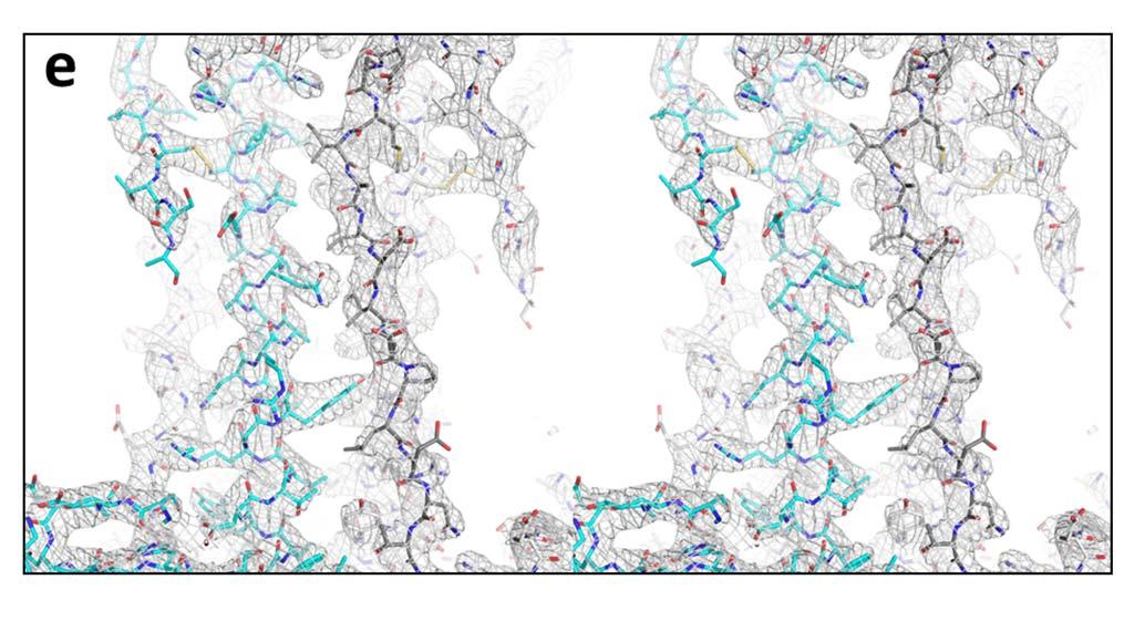 Supplementary Figure 2. Electron density maps for the ΔNgB-glyco/1G2 structure.