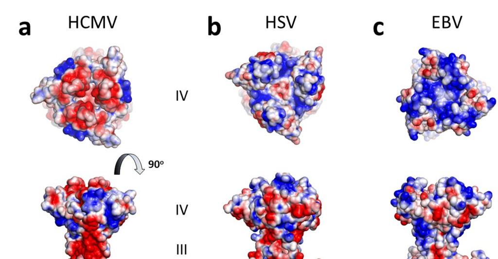 Supplementary Figure 4. Comparison of surface charge distribution of herpesvirus gb.