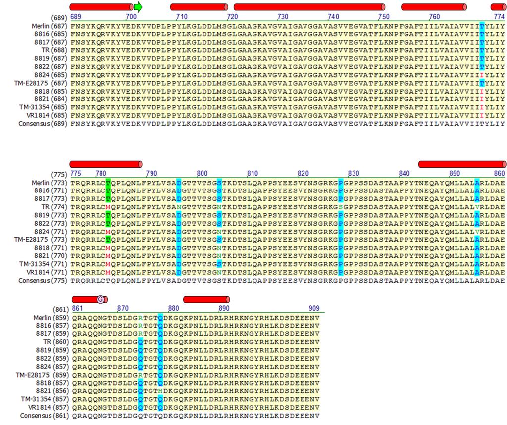 Supplementary Figure 5. Sequence alignment of gb from various HCMV strains. Full length gb sequences from 12 strains of HCMV were aligned using AlignX (Vector NTI, Invitrogen Inc.).