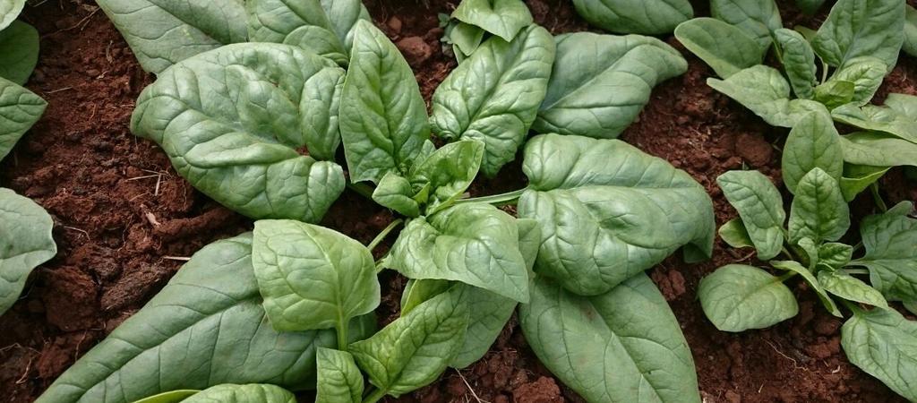 The Spinach Proposition: Healthy Food, Prosperous Farmers Akili has a contract to supply spinach to a buyer in the United States, Silva International, an Illinoisbased company that sells dehydrated