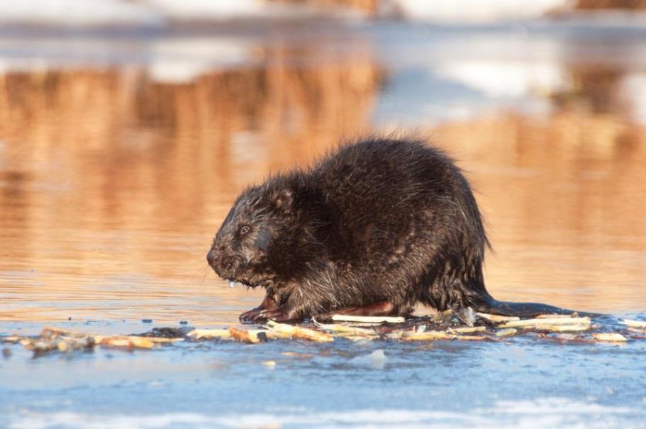 Beavers are agents of landscape change, altering the structure and species composition of vegetative communities thought