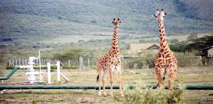 Giraffes,