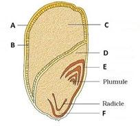 16 Study the diagram showing the phases of menstrual cycle. Explain the uterine and hormonal changes during the cycle. P53 P27 P50 17 Explain in brief the development of embryo in a dicot plant.