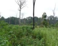 REDD - Reducing Emissions from Deforestation &