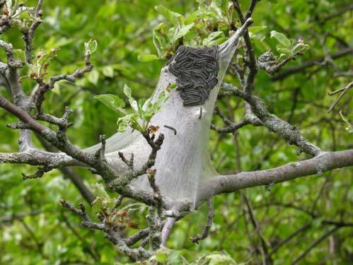 ) Eastern tent caterpillar nests are more common than usual in north-central Vermont. (Photo taken by Ron Kelley.