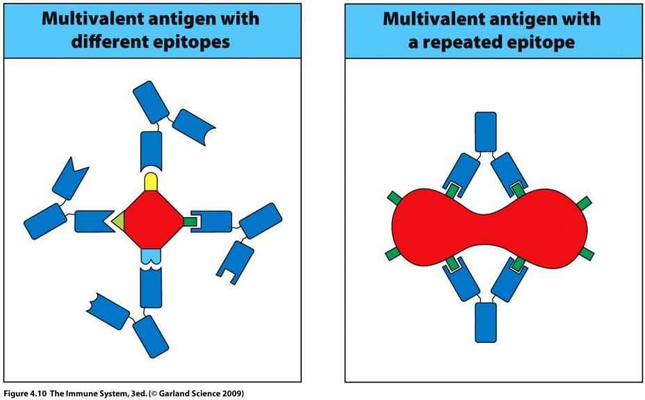 5/1/17 Antigen binding sites part of antigen recognized by Shapes of epitopes 1 2 3 4 antibody is called antigen