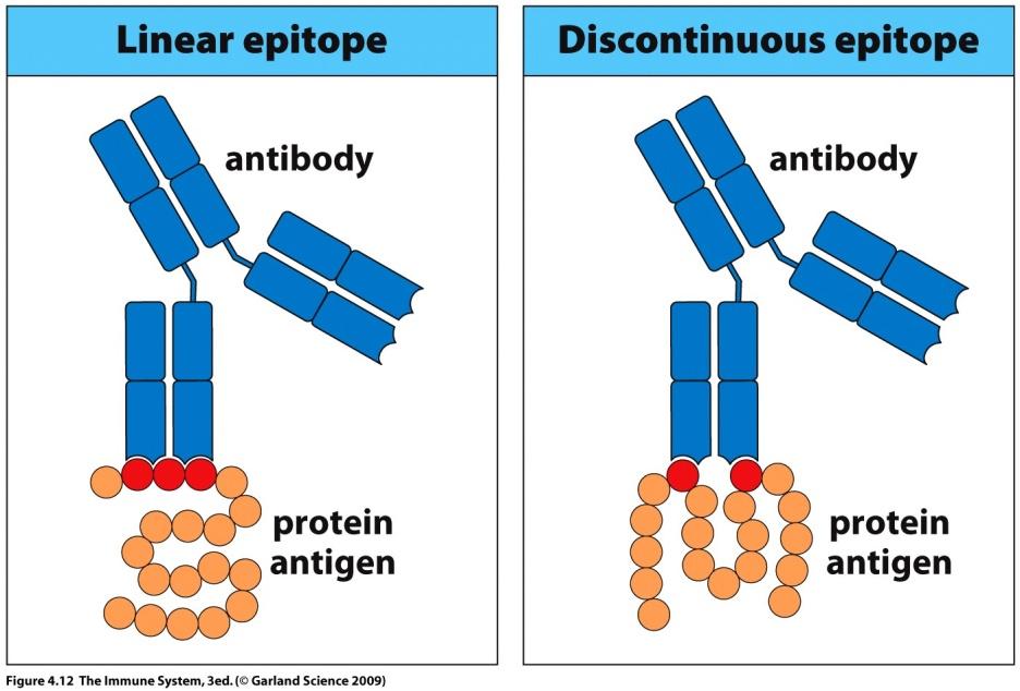 linear or of a discontinuous sequence (linear vs conformational epitope) Type (1): end of polypeptide or