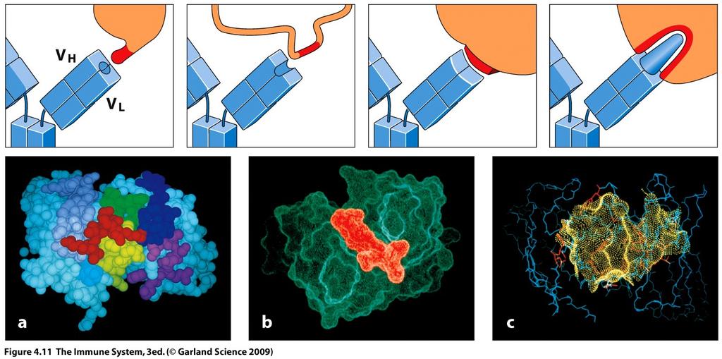 by all opposing CDRs of VH and VL Type (3): conformational epitopes often interact via large surface Type (4): pocket