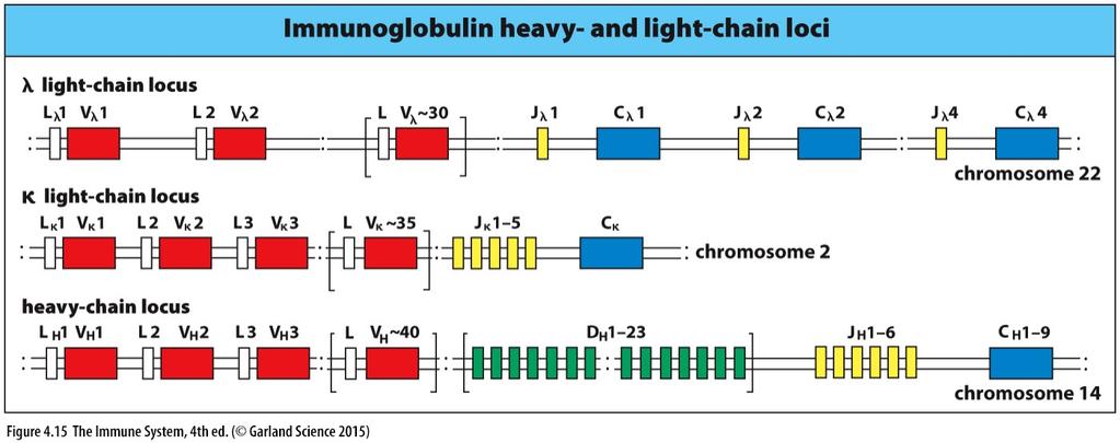 Genomic organization human heavy & light chain locus Somatic recombination Light chain variable domain is product of rearranged Vl /k and Jl /k Heavy chain variable domain contains rearranged VH, DH