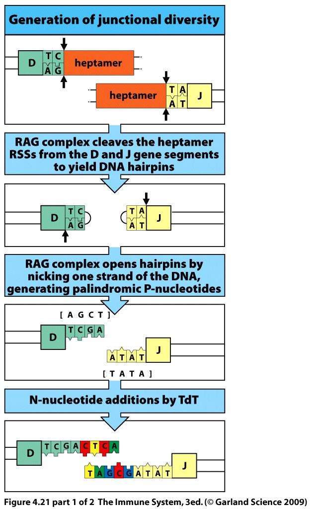 locus 40 V, 23 D and 6J followed by 9 C isotypes Recombination of V1 and J by looping out a DNA segment Annealing of Recombination Signal Sequences (RSS) and catalyzed by RAG s Diversity determined