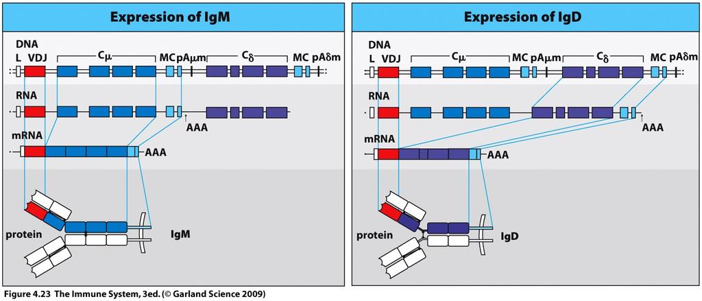 figure) or IgD mrna IgM secreted in high quantities and has effector functions (protective immunity); IgD low