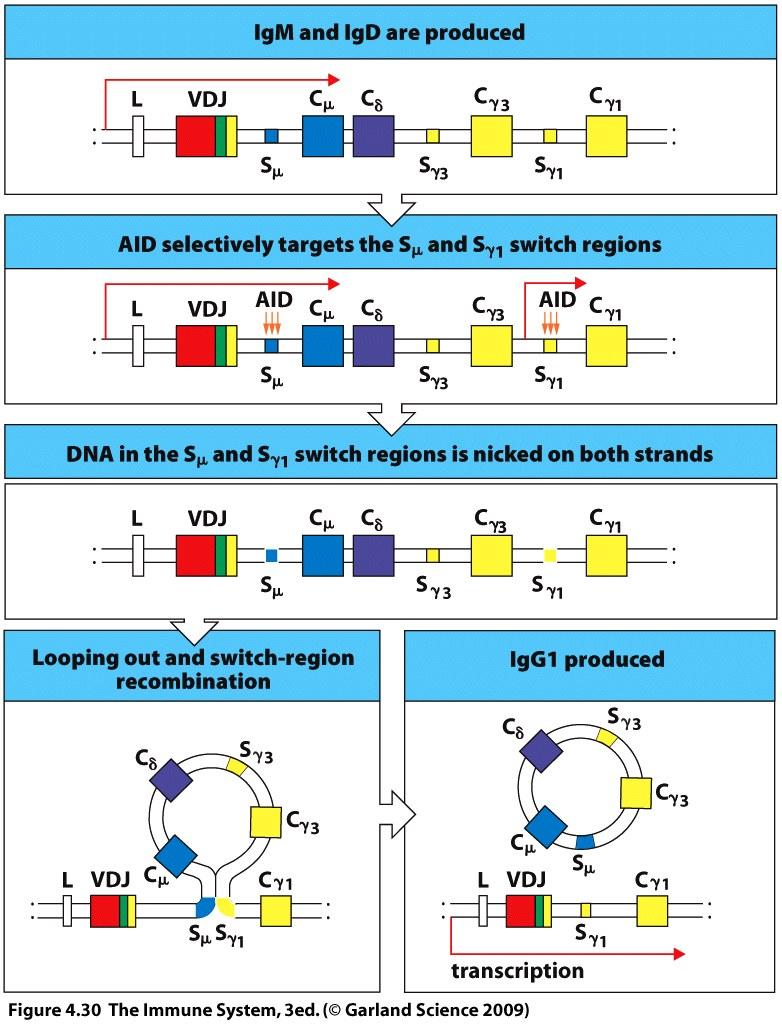 Isotype switching Functions of isotypes Isotype switching ensures fusion of VH to other heavy chain isotype (no change in epitope recognition) Isotype light chain not changed Initiated by Switch (S)