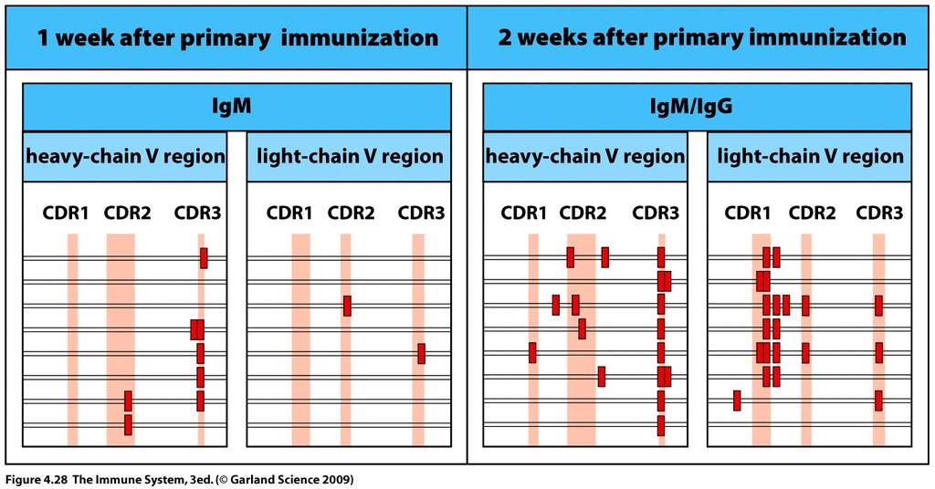 activation mast cells by interaction with IgE receptor (discussed in Chapter 9) Properties of isotypes Affinity maturation by somatic hypermutations IgM has low affinity binding During B cell