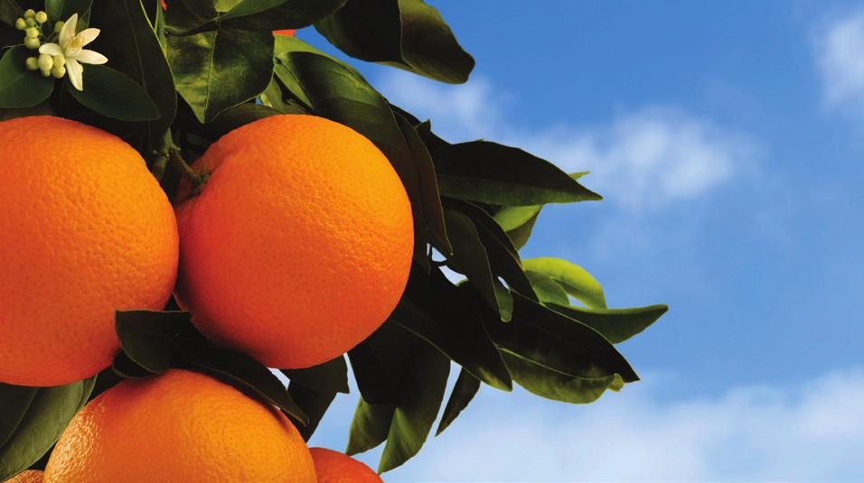 Product Information: A systemic fungicide bactericide for the control of Huanglongbing (HLB, Citrus Greening Disease) on citrus, Phytophthora, Pythium, and various other diseases.