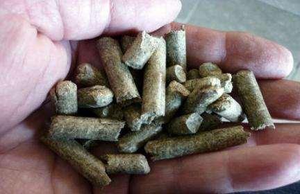 Giant King Grass Pellets Export Opportunity for Myanmar Giant King Grass pellets can replace up to 20% of coal in an existing coal-fired power plant Burning coal and biomass together is called