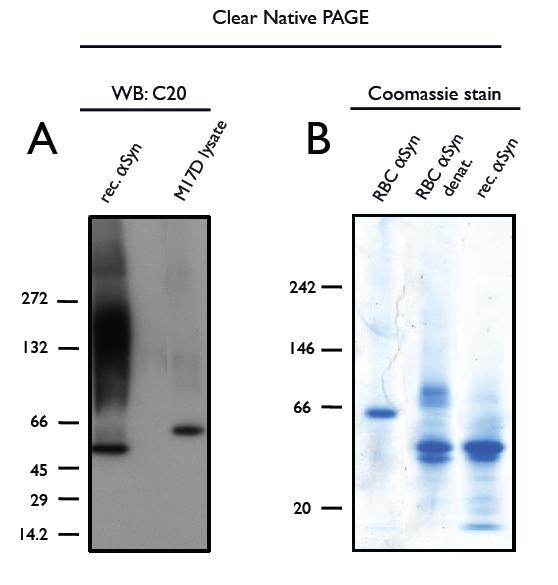 Fig S5: Clear Native-PAGE analysis of the migration behavior of human αsyn dependent on conformation. A: Western blot (antibody C20) of M17D cell lysate and recombinant αsyn.