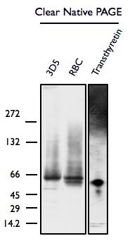 Fig. S6: Clear Native-PAGE/Western blot analysis of RBC and 3D5 lysates displaying the tetrameric assembly state of human αsyn in both cell