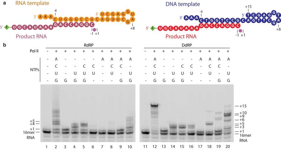 Supplementary Figure 1: Comparison of misincorporation events during RNA elongation with scaffolds RdRP and the corresponding scaffold DdRP that comprises a DNA template strand.