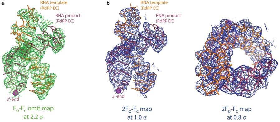 Supplementary Figure 3: Additional electron density maps for the RNA templateproduct duplex in the Pol II RdRP EC.