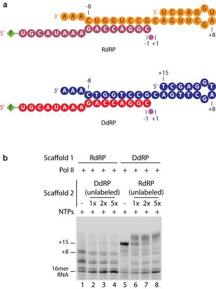 Supplementary Figure 4: Scaffolds RdRP and DdRP compete for Pol II in RNA elongation assays. a, Nucleic acid scaffolds used for competition analysis. b, Competition assays.