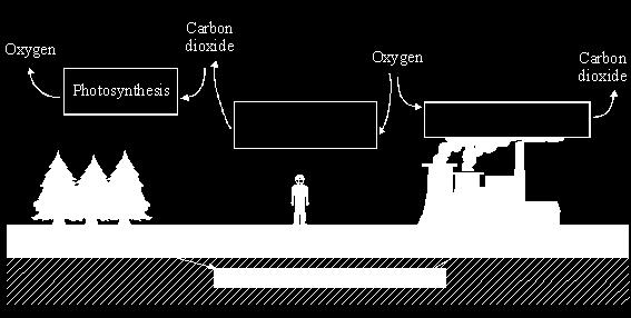 In the carbon cycle the amounts of carbon dioxide and oxygen in the air are changed by several processes. (a) The names of some processes are given in the box below.