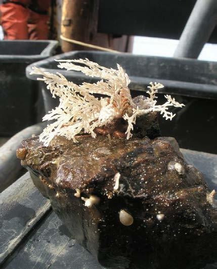 2 Figure 2 Typical drop stones covered with epifauna sampled on muddy bottoms at 170 m water depths.