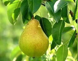 Organic Pears: 2010 estimate = 778,920 44 lb. boxes Assessment of $.