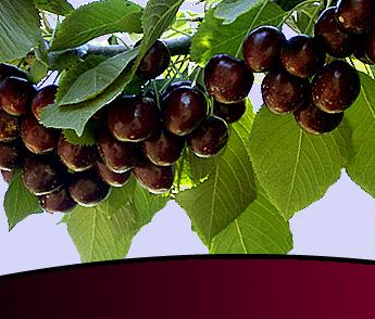 Organic Cherries: 2010 crop = 2234 tons assessment $4 per