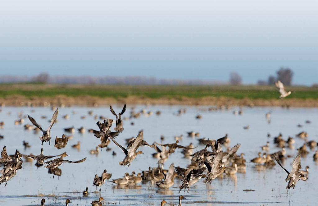 Providing nature s sanctuary A mosaic of beautiful, picturesque farmland, world-class wildlife reserves and thriving communities, there is no other place like the Sacramento Valley.
