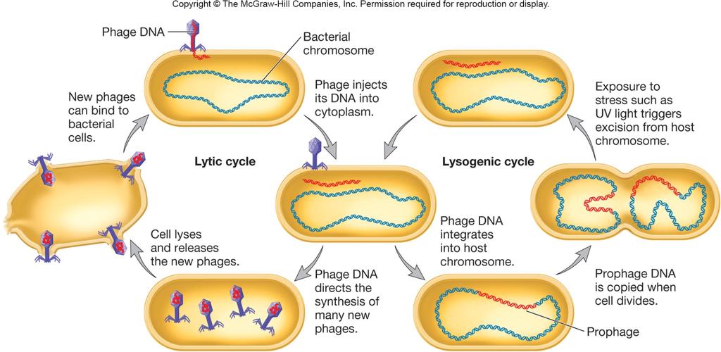Transduction The transfer of bacterial genes by viruses Viruses (bacteriophages) can carry out the lytic