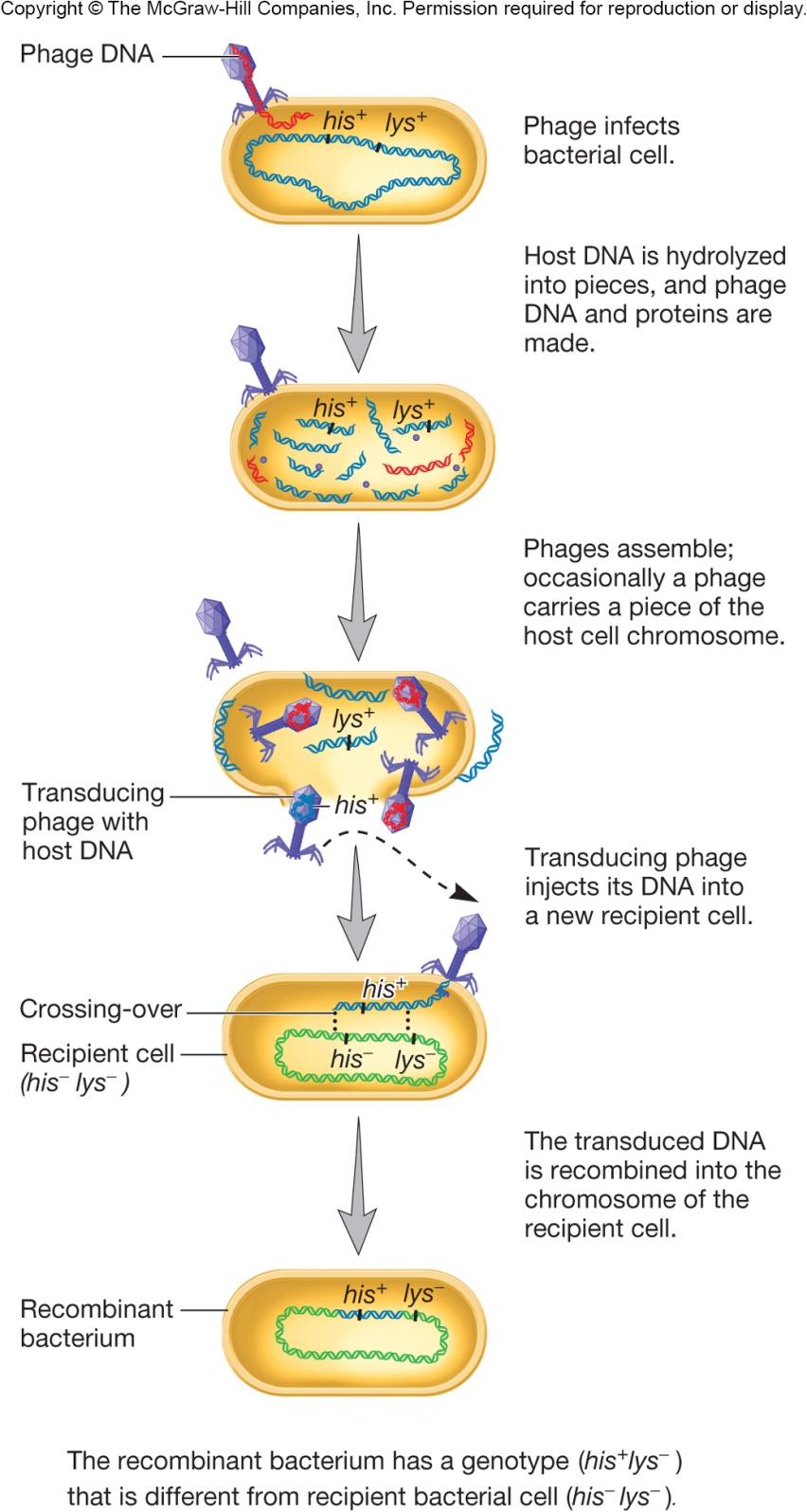 Generalized Transduction Any part of bacterial genome can be transferred Occurs during lytic cycle of virulent phage