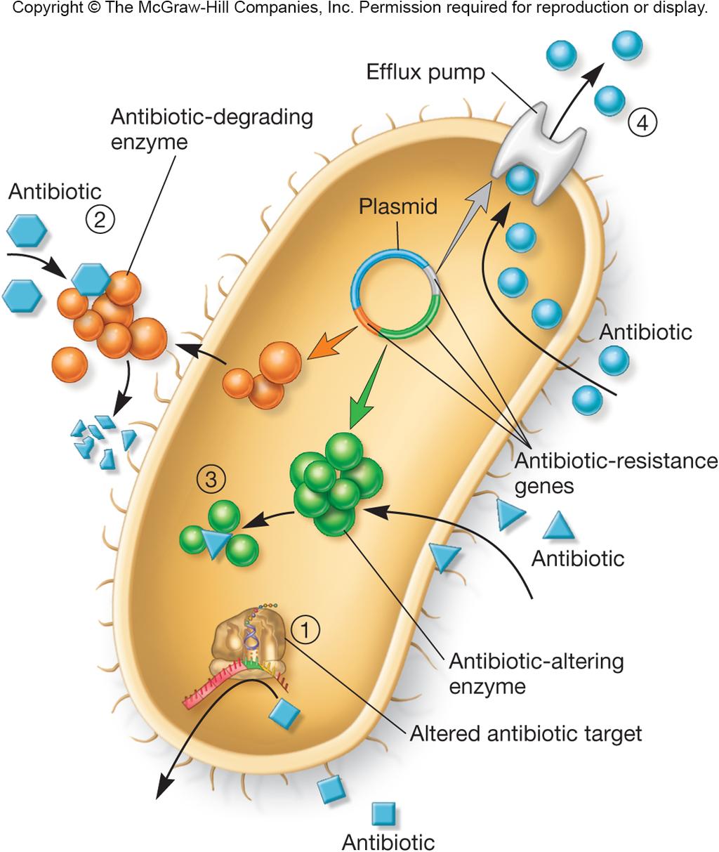 Mechanisms of Drug Resistance Prevent entrance of drug Drug efflux (pump drug out of cell) Inactivation of drug chemical modification
