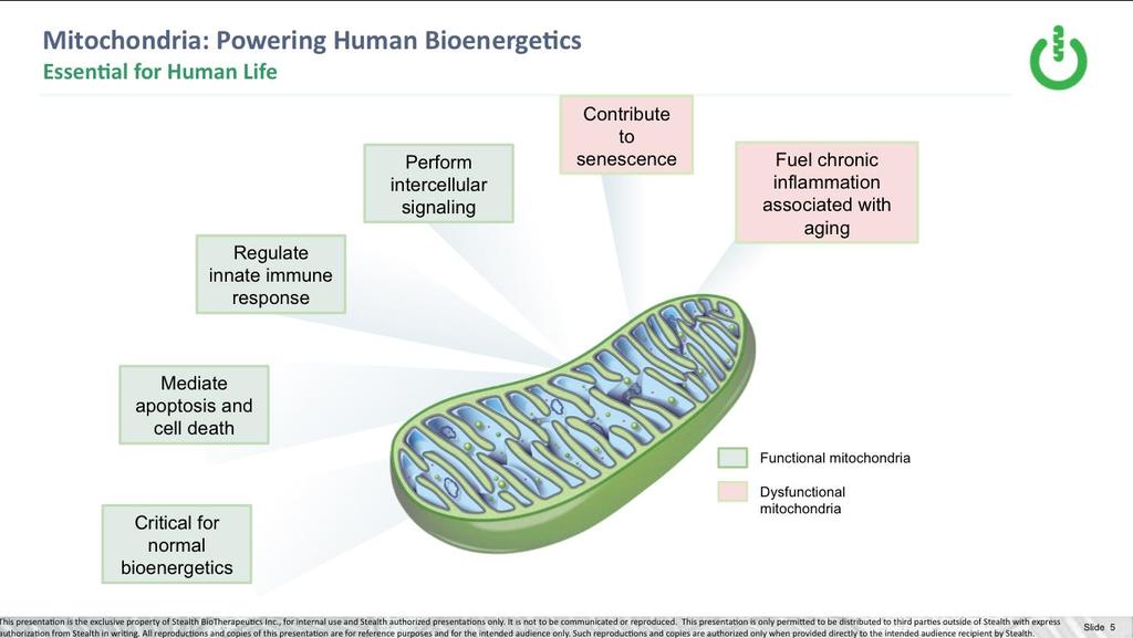 Mitochondria: Powering human bioenergetics, essential for human life Mitochondria are found in nearly every cell in the body and produce about 90% of the energy (ATP) essential for human life.