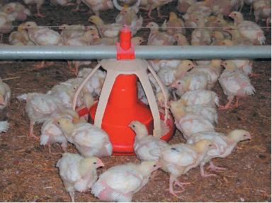 Effectively controls and cures the most serious diseases Poultry Industry General disinfection Surface cleaning and misting medium for aerobic