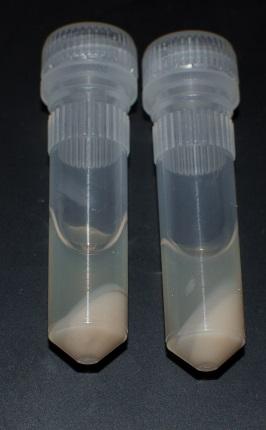 Spins and Incuba*on Remove the filter and transfer the supernatant inside the tubes into clean tubes. Discard pellet.