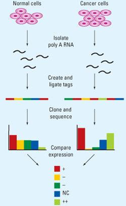 Principle 3: Sequencing The Serial Analysis of Gene Expression technique is elegant since the precision is theoretically unlimited. Costly. 1.