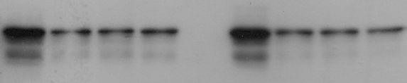 Supplemental Figure 7 A Serum deprivation B Serum deprivation HCT116p53 +/+ HCT116p53 -/- HCT116p53