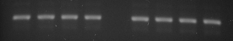 We amplified indicated mrnas by RT-PCR using total RNAs and relevant primers.