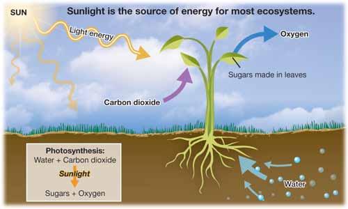 CHAPTER 15: ECOSYSTEMS Photosynthesis and energy Sunlight Photosynthesis Sunlight is almost always the first type of energy to enter an ecosystem. How is energy from the Sun useful to an ecosystem?